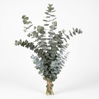 Freshy Fresh Eucalyptus Baby Blue from Italy | Colour: Natural Green | Fresh Flowers | Length ± 70 centimeter | Weight ± 300 gram | Per bunch