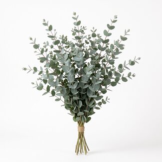 Freshy Verse Eucalyptus Gunnii uit Italië | Kleur: Natuurlijk Groen | Verse Bloemen | Lengte ± 70 centimeter | Gewicht ± 300 gram | Per bos