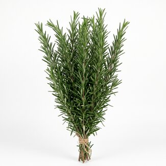 Freshy Fresh Rosemary from Italy | Colour: Natural Green | Fresh Flowers | Length ± 50 centimeter | Weight ± 200 gram | Per bunch