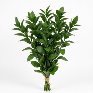 Freshy Verse Ruscus uit Italië | Kleur: Natuurlijk Groen | Verse Bloemen | Lengte ± 65 centimeter | Gewicht ± 200 gram | Per bos