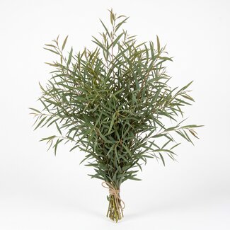 Freshy Fresh Eucalyptus Nicholii from Italy | Colour: Natural Green | Fresh Flowers | Length ± 70 centimetre | Weight ± 300 gram | Per bunch