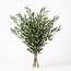 Verse Olijftakken uit Italië | Kleur: Natuurlijk Groen | Verse Bloemen | Lengte ± 70 centimeter | Gewicht ± 350 gram | Per bos