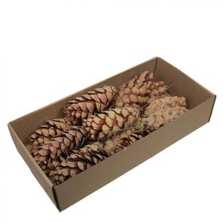 4A Dennenappels Strobus/draad 10cm x20
