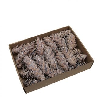 4A Dennenappels Strobus 20-25cm x15