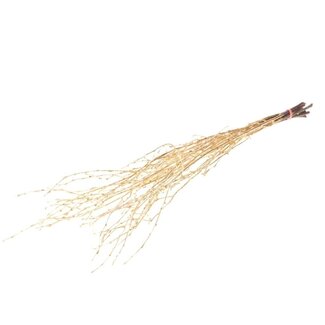 Dutch Dried Golden Birch Branches | Length ± 60 centimetres | Per 10 branches