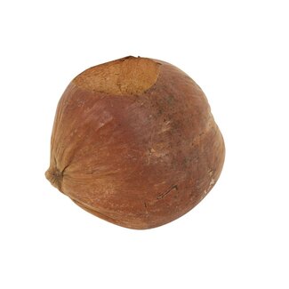 HBXD Planter Coconut Retro D18
