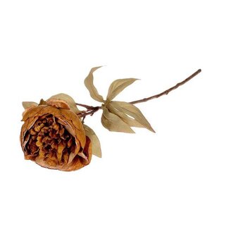 HBXD Stem Peony L62