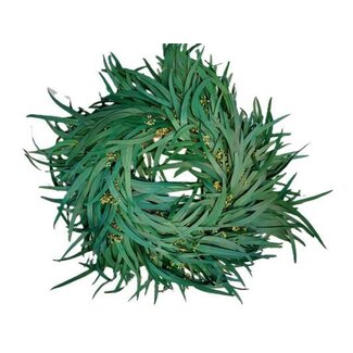 HBXD Wreath Eucalyptus Nicoly Berry D35