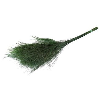 HBXD Tree Fern Pres. 60gr. L80