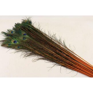 HBXD Feather Peacock L90/100 10pc/Bnd