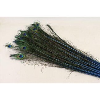 HBXD Feather Peacock L90/100 10pc/Bnd