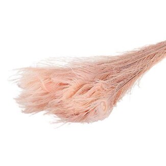 HBXD Feather Peacock L90