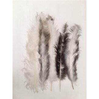 HBXD Feather Ostrich 5 Pcs L55