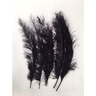 HBXD Feather Ostrich 5 Pcs L55