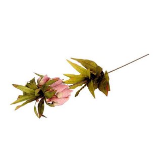 HBXD Stem Fritillaria L77