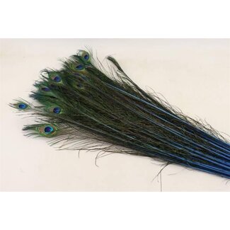 HBXD Feather Peacock L90