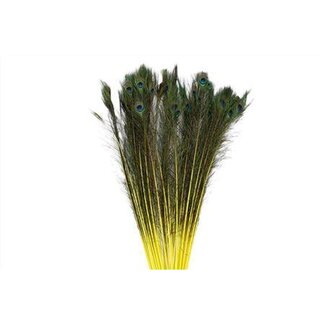 HBXD Feather Peacock L90
