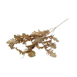 HBXD Branch Leaf Persian L105