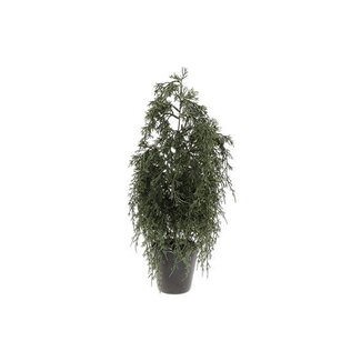 HBXD Tree Conifer L20W20H50