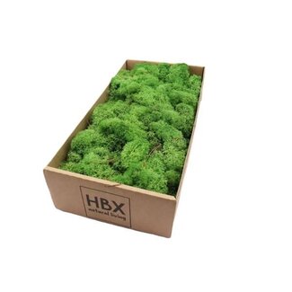 HBXD Moss Reindeer 500g