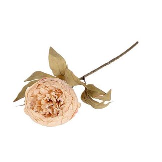 HBXD Stem Peony L62