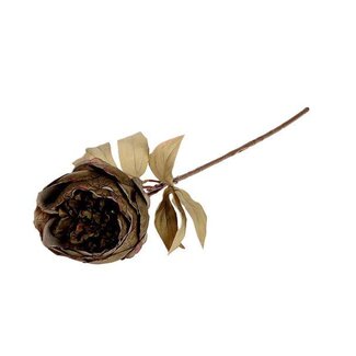 HBXD Stem Peony L62