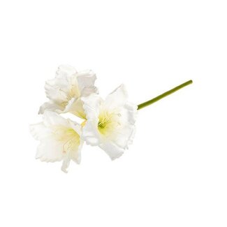 HBXD Stem Amaryllis L65
