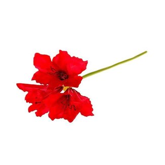 HBXD Stem Amaryllis L65