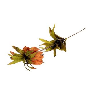 HBXD Stem Fritillaria L77
