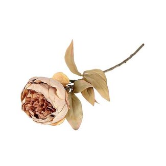 HBXD Stem Peony L62
