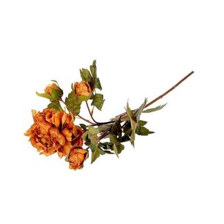 HBXD Stem Peony Duchess L65