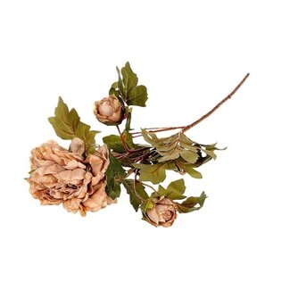 HBXD Stem Peony Duchess L65