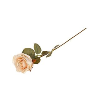 HBXD Stem Rosa Lady L52