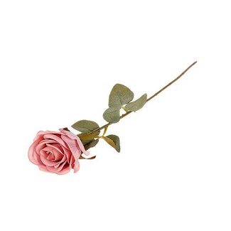 HBXD Stem Rosa Lady L52