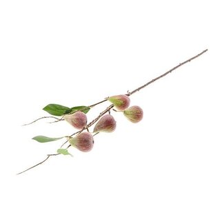 HBXD Stem Fig Carica L82