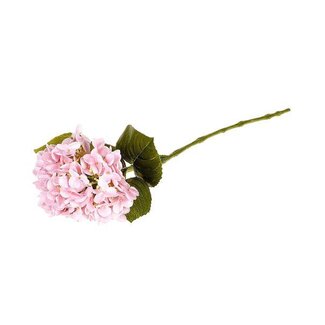 HBXD Stem Hydrangea L63