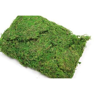 HBXD Moss Asia 250g