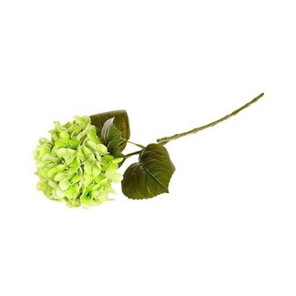 HBXD Stem Hydrangea L63
