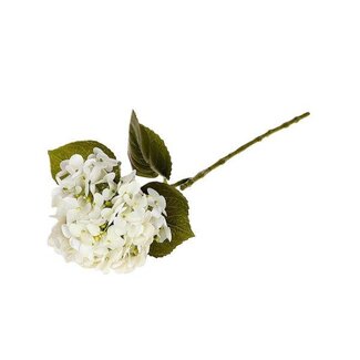 HBXD Stem Hydrangea L63