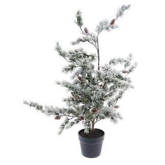 HBXD Tree Ceder H90D50