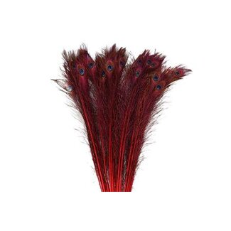 HBXD Feather Peacock L90