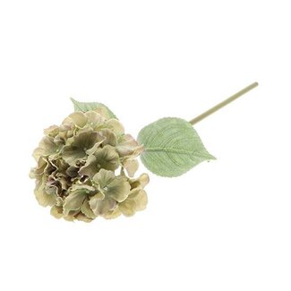 HBXD Stem Hydrangea Adorn L60