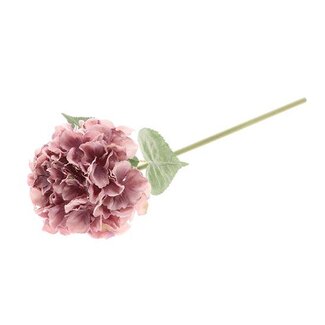 HBXD Stem Hydrangea Adorn L60