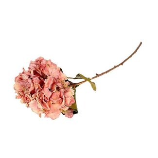 HBXD Stem Hydrangea L85