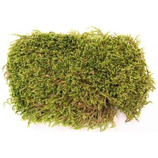 HBXD Hobby Flat Moss 30g