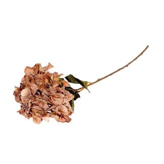 HBXD Stem Hydrangea L85