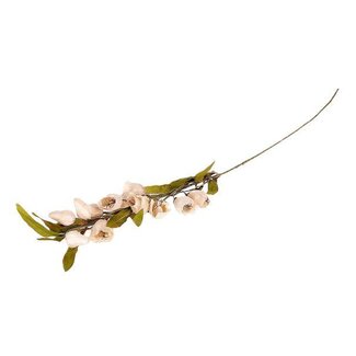 HBXD Stem Bellflower L105