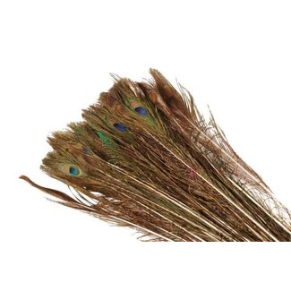 HBXD Feather Peacock L90/100 10pc/Bnd