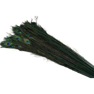 HBXD Feather Peacock L90/100 10pc/Bnd