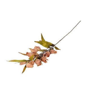 HBXD Stem Bellflower L105